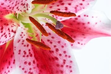 flower-1461183-1920x1440