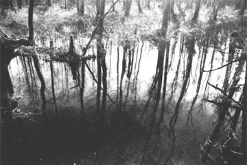 mystery-forest-1492405